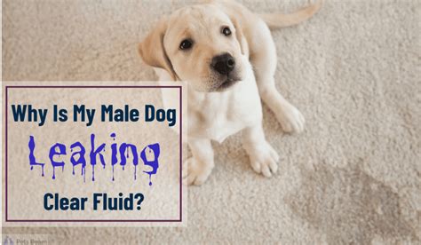 why is my dog leaking fluid|My Dog’s Bottom Is Leaking: What is This Liquid。